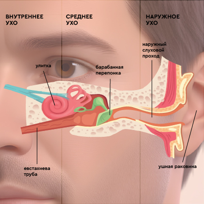 строение уха.jpg
